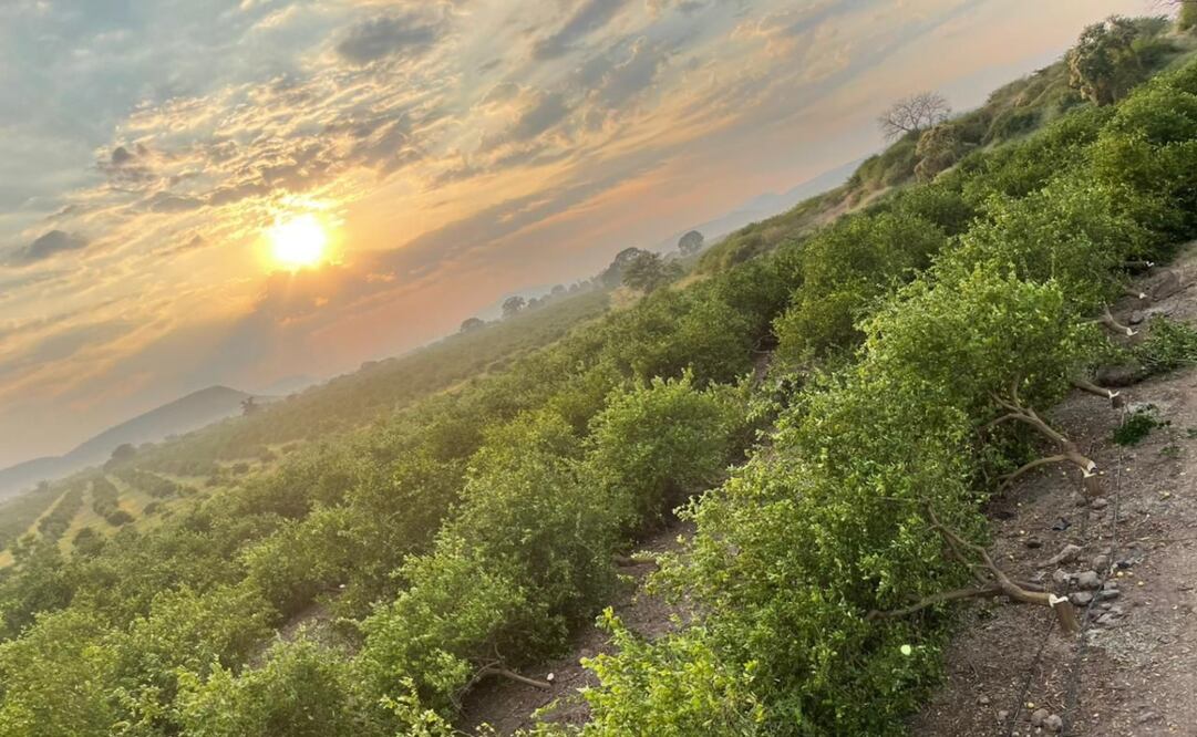 Cártel de "Los Viagras" destruyen huerta de limón a empresario al no poder pagarles ya la extorsión. Foto Especial