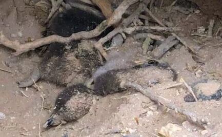 Declaran culpable a empresario por matanza de pingüinos en Argentina; es acusado de crueldad animal