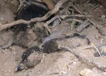 Declaran culpable a empresario por matanza de pingüinos en Argentina; es acusado de crueldad animal