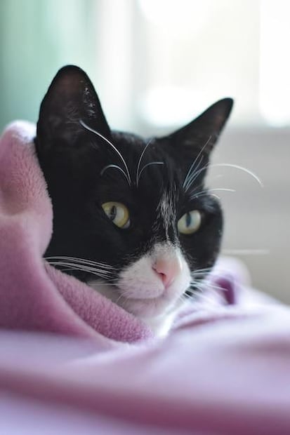 Remedios naturales para mejorar la salud urinaria de los gatos. Fuente: Freepik.