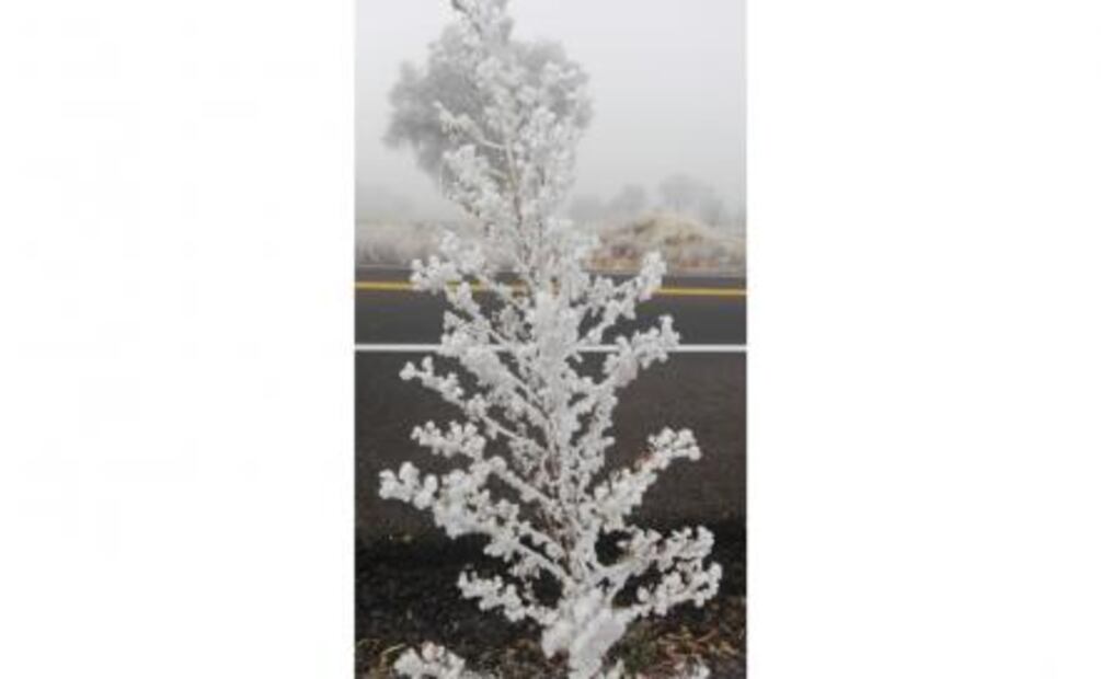 Bajas temperaturas cubren de blanco árboles en Tlaxcala