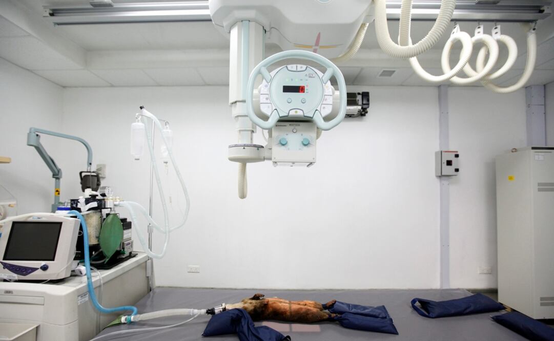 (FOTO: Archivo/EL UNIVERSAL)