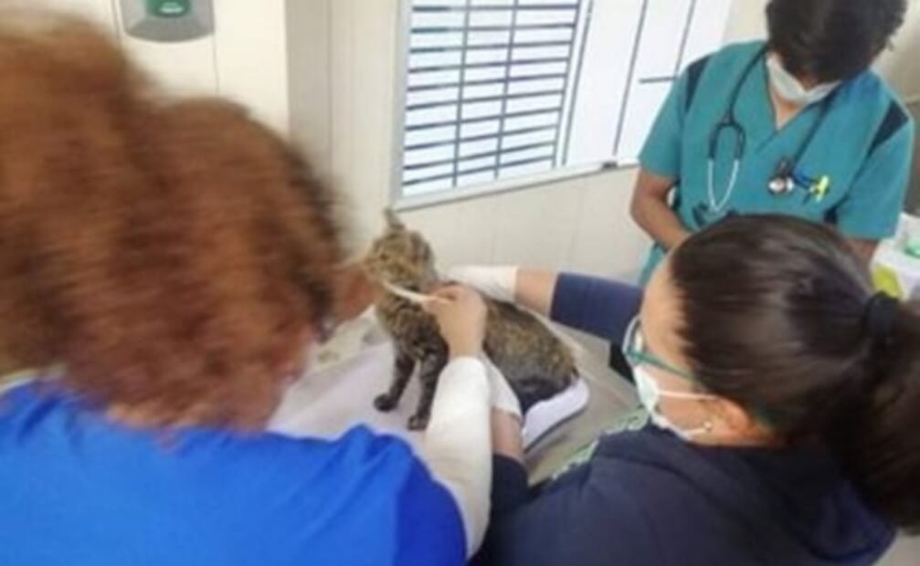 Trasladan a Hospital Veterinario a 35 gatos rescatados durante incendio en Mercado Sonora 