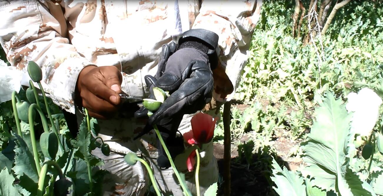 Cultivo de amapola. Foto: Archivo