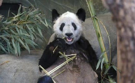 “¡Por fin de vuelta en casa!”: China recibe a la panda Ya Ya tras 20 años en Estados Unidos