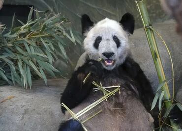 “¡Por fin de vuelta en casa!”: China recibe a la panda Ya Ya tras 20 años en Estados Unidos