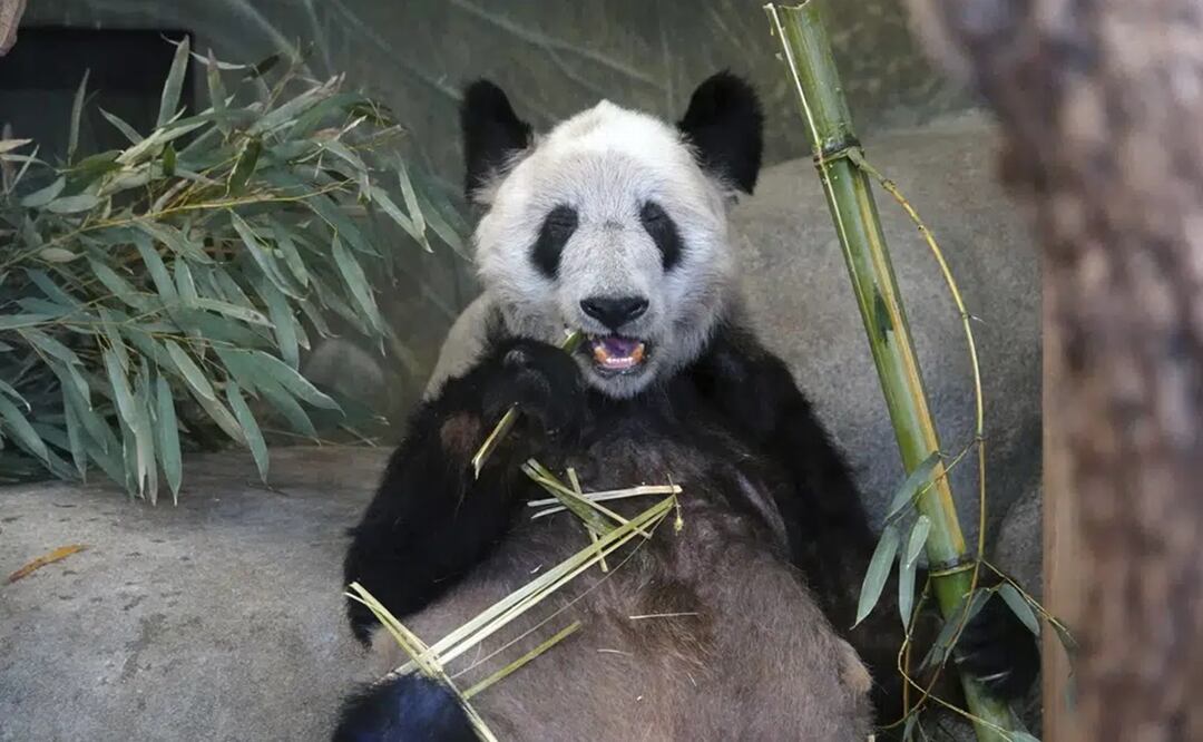 Ya Ya, una panda gigante, come bambú el 8 de abril de 2023, en el Zoológico de Memphis, Tennessee. Foto: AP