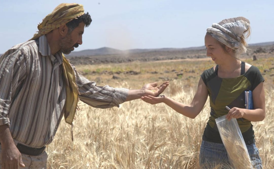 La investigadora Amaia Arranz-Otaegui toma muestras de cereales en el área de Shubayqa. Foto: Joe Roe
