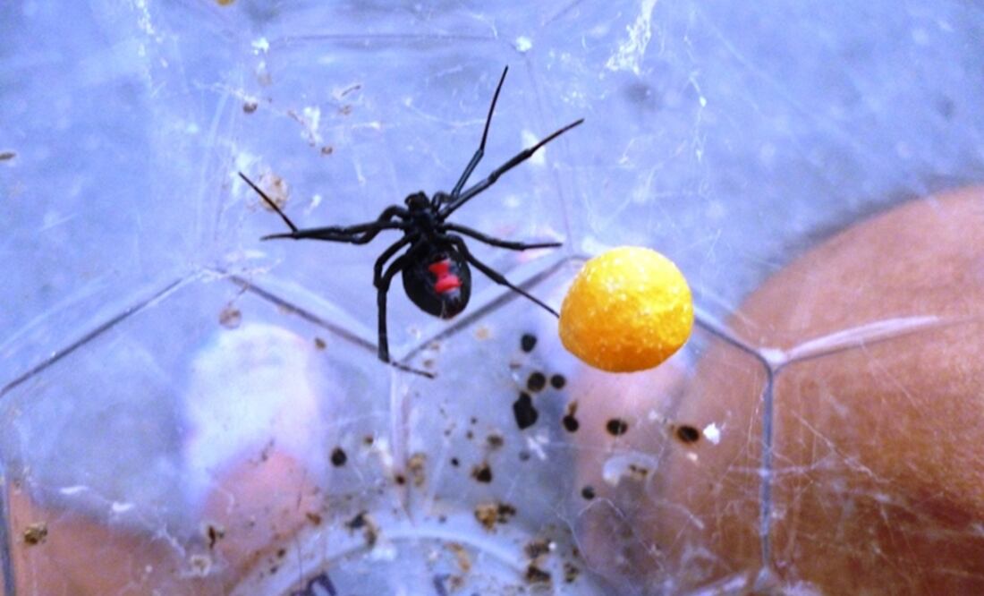 (Foto: Tomada del Gobierno del Estado de Yucatán)