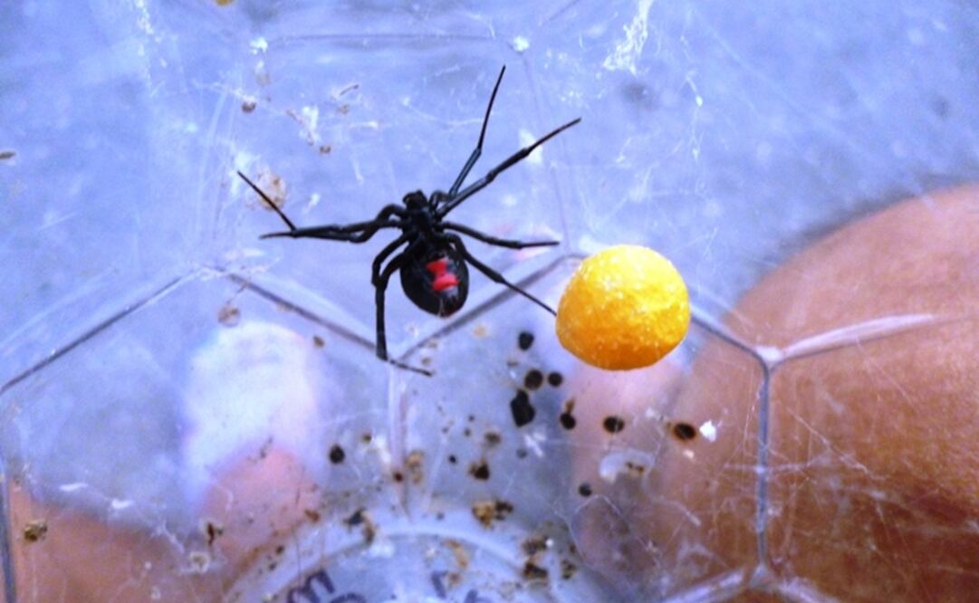 (Foto: Tomada del Gobierno del Estado de Yucatán)
