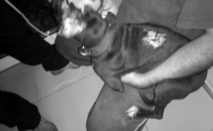 Arrestan a sujeto que quemó a perro con soplete en Ecatepec 