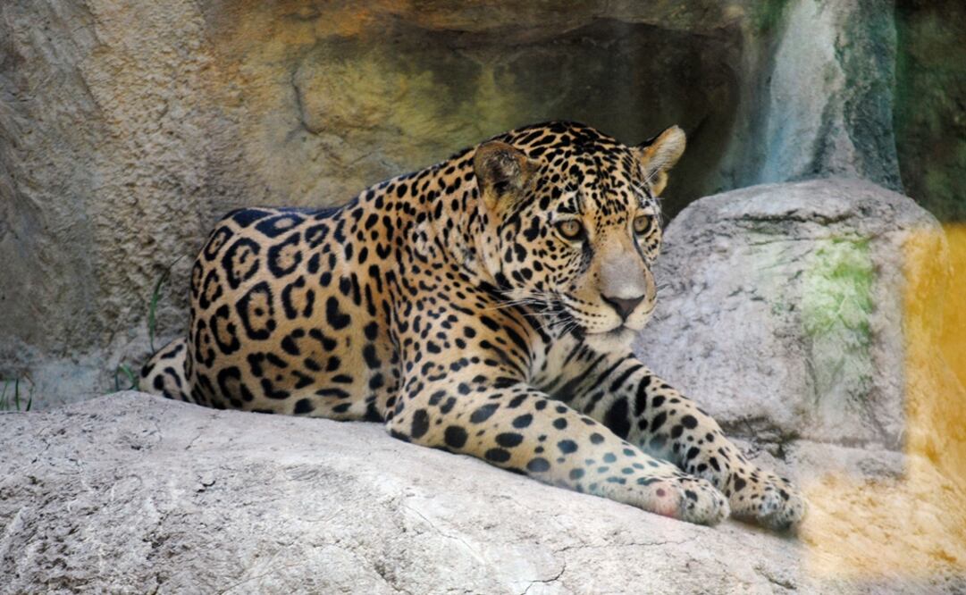 Liz Kellerman/Abilene Zoo via AP, archivo