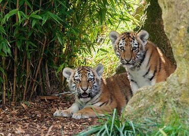 Zoológico de Alemania sacrifica a cachorros de tigre siberiano; estos felinos están en riesgo de extinción