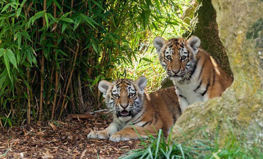 Los tigres siberianos, también llamados tigres del Amur, son los felinos más grandes del mundo y viven principalmente en el Lejano Oriente ruso. Foto: iStock