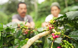 Qué es Plan Nescafé, la iniciativa global que aparece en Doménica Montero