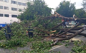 Cae árbol de 20 metros en alcaldía Benito Juárez; emergencias trabajan para despejar la vialidad