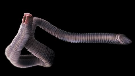 Los parásitos más peligrosos y qué enfermedades te pueden causar