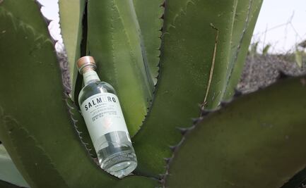 El mezcal del Altiplano Potosino