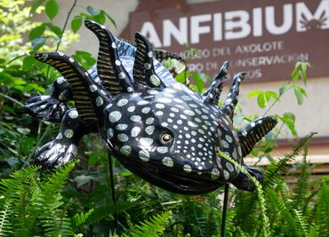 Ajolotes enormes llegan a Chapultepec y puedes verlos gratis