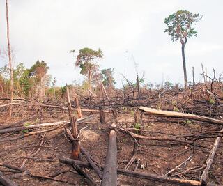 Enfermedades emergentes, por cambio climático y deforestación