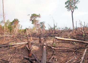 Enfermedades emergentes, por cambio climático y deforestación