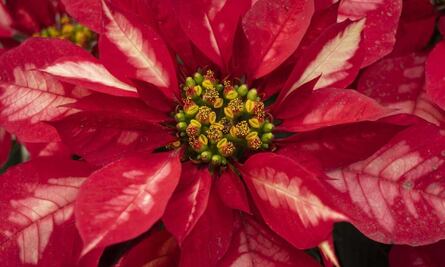 Cuándo empieza el Festival de Nochebuenas en CDMX