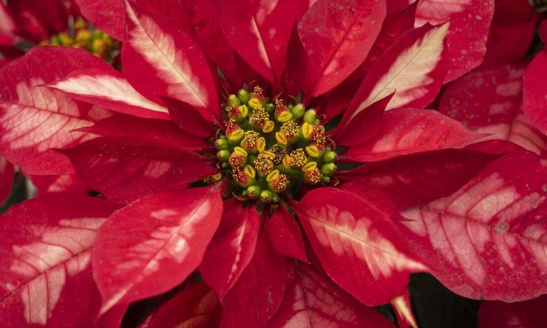 Una verdadera fiesta de colores para cerrar de la mejor manera el año. Imagen: Unsplash