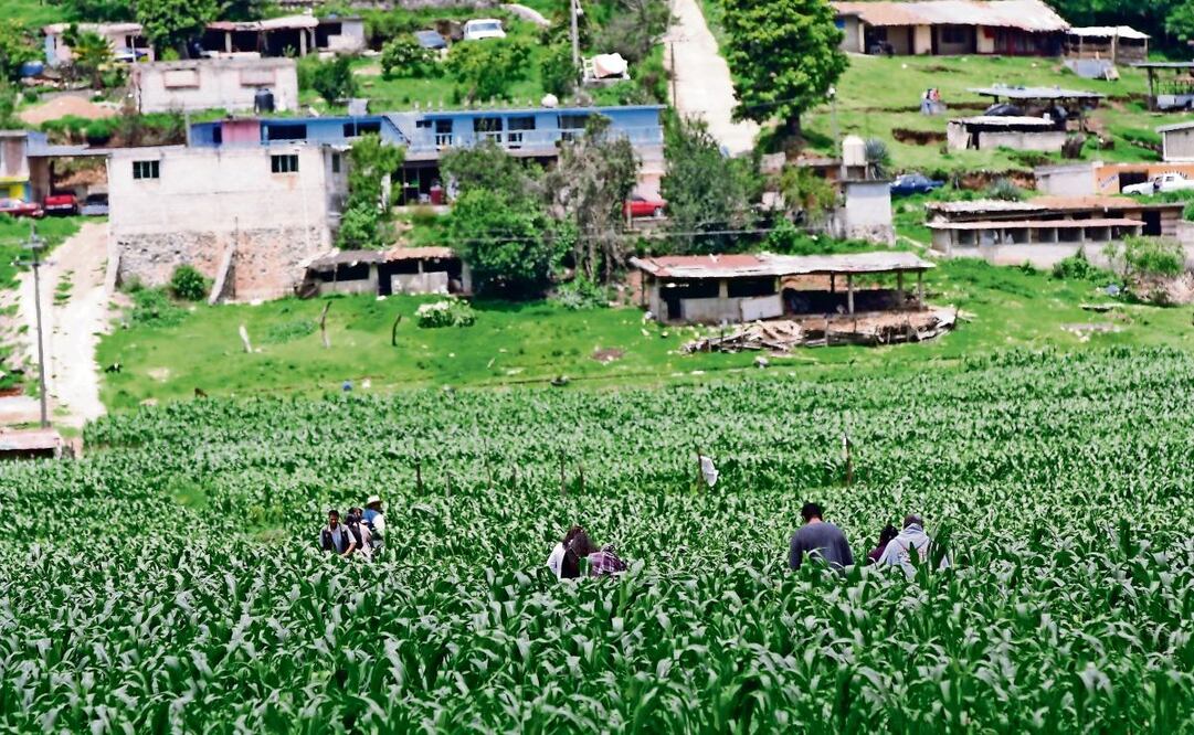 Desde la Cámara de Diputados se planteará declarar a México libre de maíz genéticamente modificado, como el transgénico, para siembra y consumo humano. Foto: Archivo | El Universal (24/12/2024)