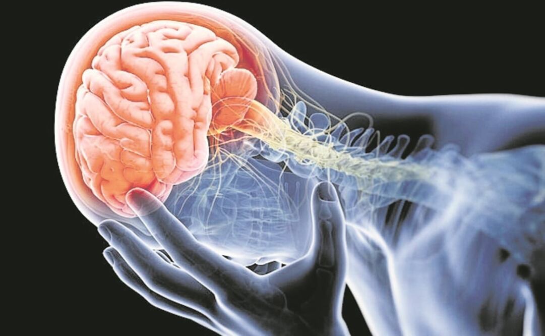 El cerebro humano requiere que la sangre le suministre continuamente oxígeno y glucosa para funcionar con normalidad. Foto: Especial