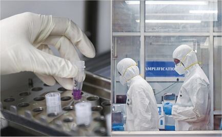 Henipavirus: Identifican nuevo virus zoonótico, ya hay 35 infectados confirmados