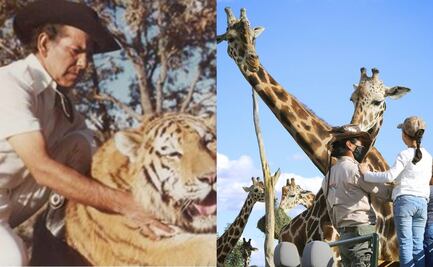 ¿Quién era Carlos Camacho, fundador de Africam Safari, lugar donde llegó la jirafa "Benito"?