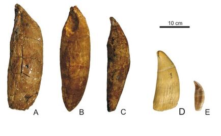Raro fósil de cachalote arroja luz sobre su evolución