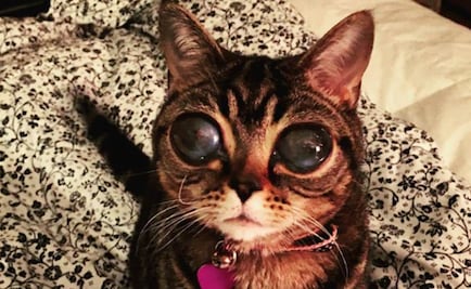 Matilda, la gata de ojos enormes por extraña enfermedad