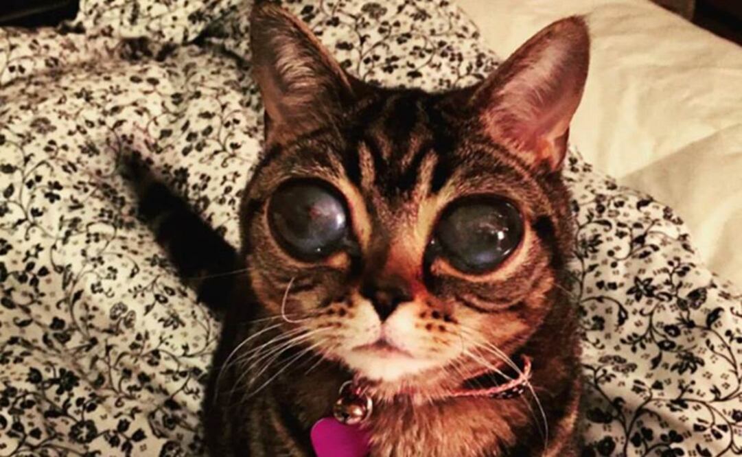 Sufre una enfermedad degenerativa. Foto: Tomada de Facebook