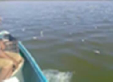 Investigan la aparición de especies marinas muertas en Sinaloa