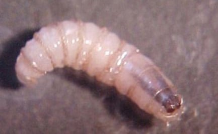 Belice confirma primer caso de gusano barrenador en humanos; asegura que paciente ya se encuentra en tratamiento