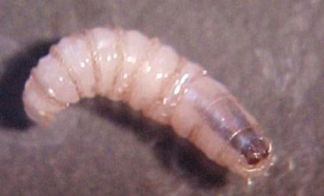 El gusano barrenador representa una grave amenaza para la salud del ganado y, en algunos casos, de otras especies de mamíferos, incluyendo al ser humano. Foto: Especial