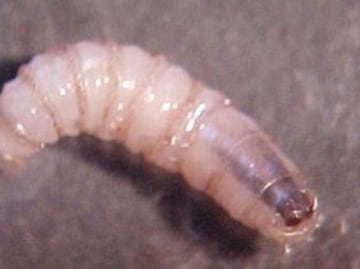 Belice confirma primer caso de gusano barrenador en humanos; asegura que paciente ya se encuentra en tratamiento