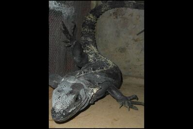 Profepa asegura ocho ejemplares de iguana morelense