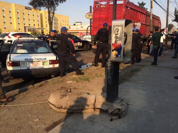 Detenidos mataban cada lunes animales en Iztapalapa
