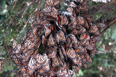 Mina pone en riesgo hábitat de mariposas Monarca
