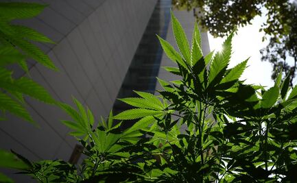 Senado discutirá esta semana despenalización de la marihuana