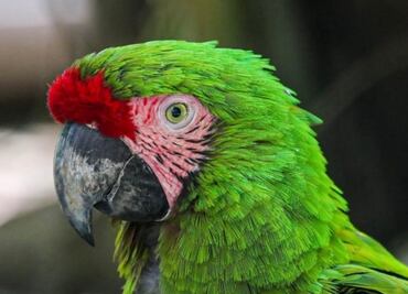 Zoológico Tamatán de Tamaulipas celebra el nacimiento de 25 especies en lo que va del año