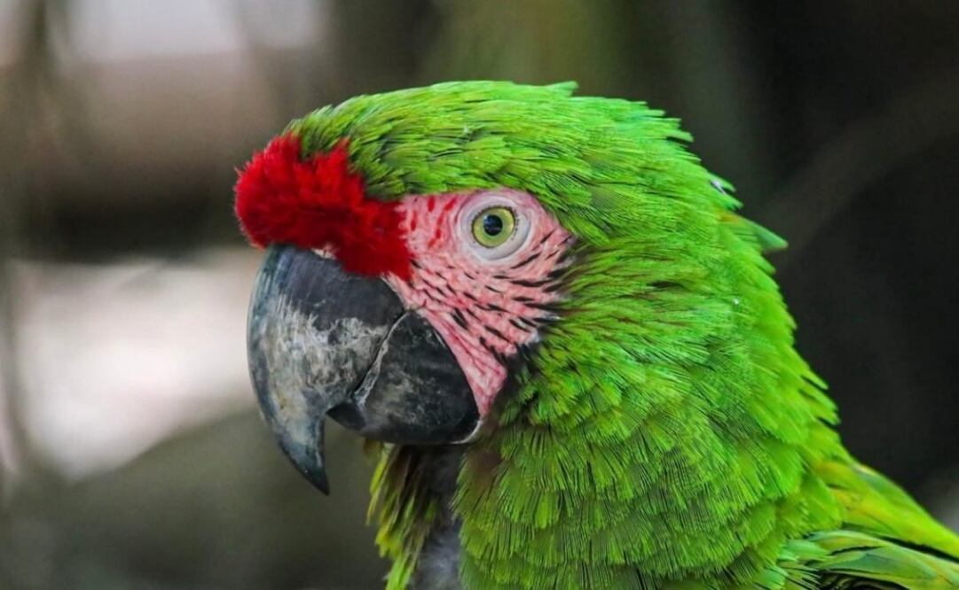 Zoológico Tamatán de Tamaulipas celebra el nacimiento de 25 especies en lo que va del año (18/09/2025). Foto: Especial