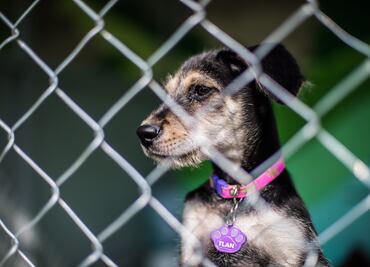 Entérate. Recomendaciones para evitar golpe de calor en mascotas