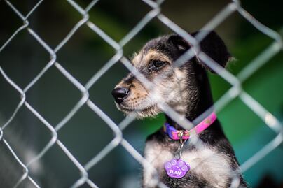 Entérate. Recomendaciones para evitar golpe de calor en mascotas