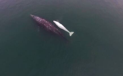Ballenato gris albino visita las costas del Pacífico mexicano
