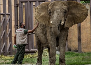 PRD pedirá traslado urgente de elefanta Ely a santuario en Brasil
