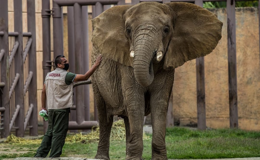 Foto: Germán Espinosa El Universal