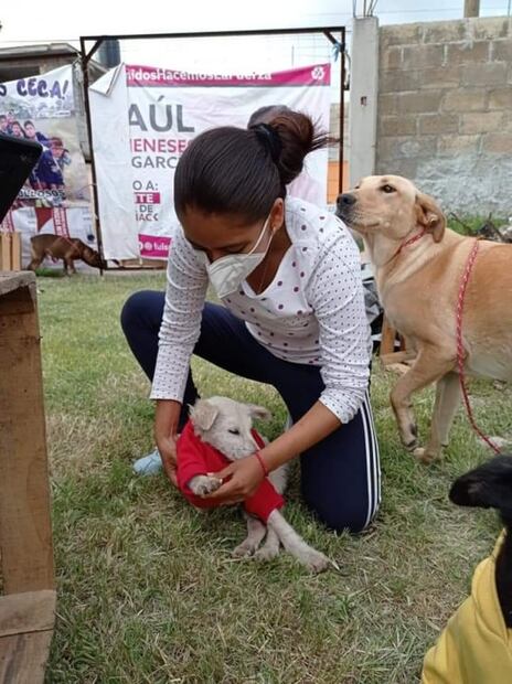 La inundación arrastró perros en Tula, pero "Copito" logró sobrevivir